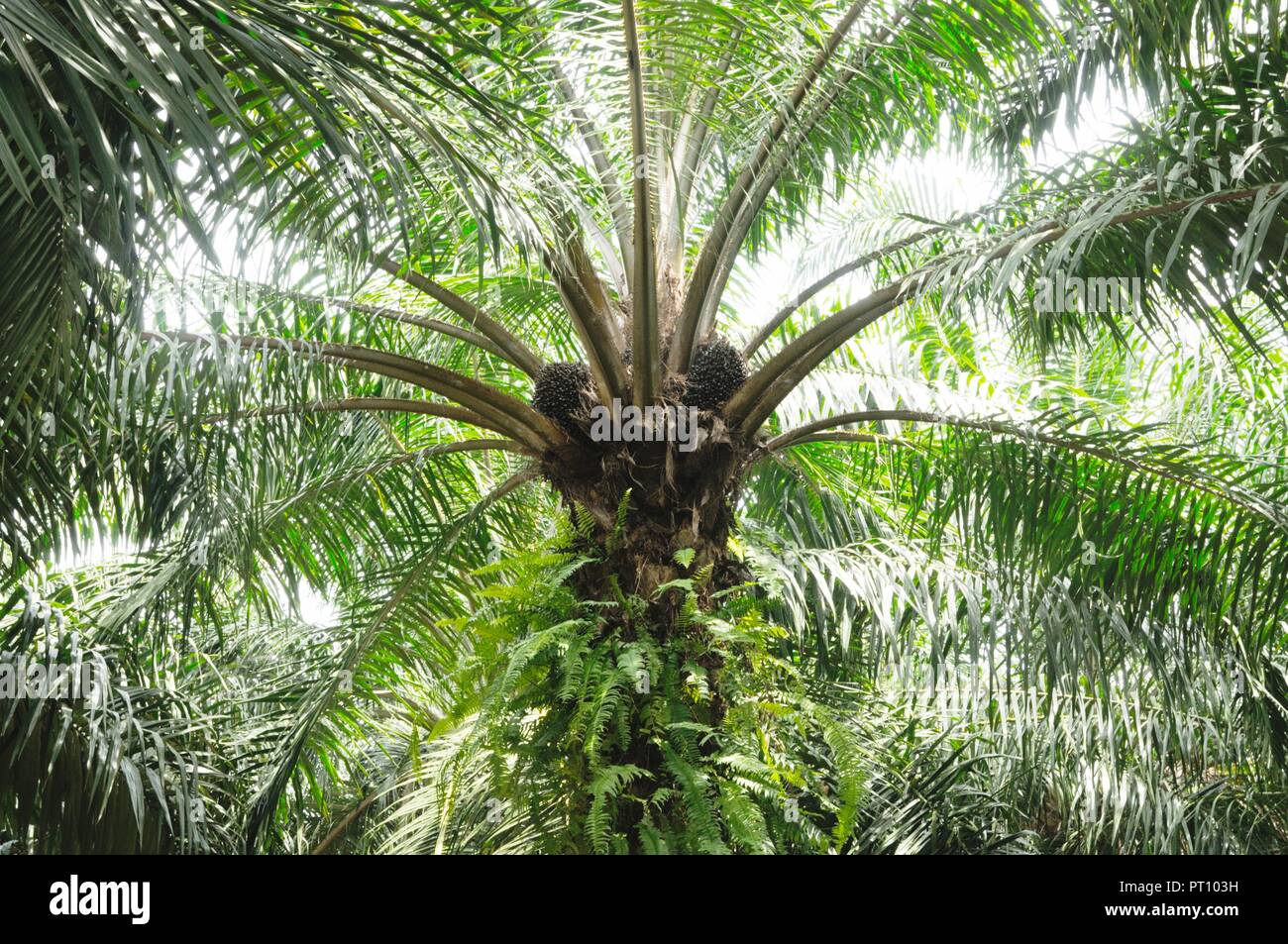 Oil palm fruit bunches on the oil palm in the oil palm plantation at Pathio district of Chumphon province of Thailand. Stock Photo