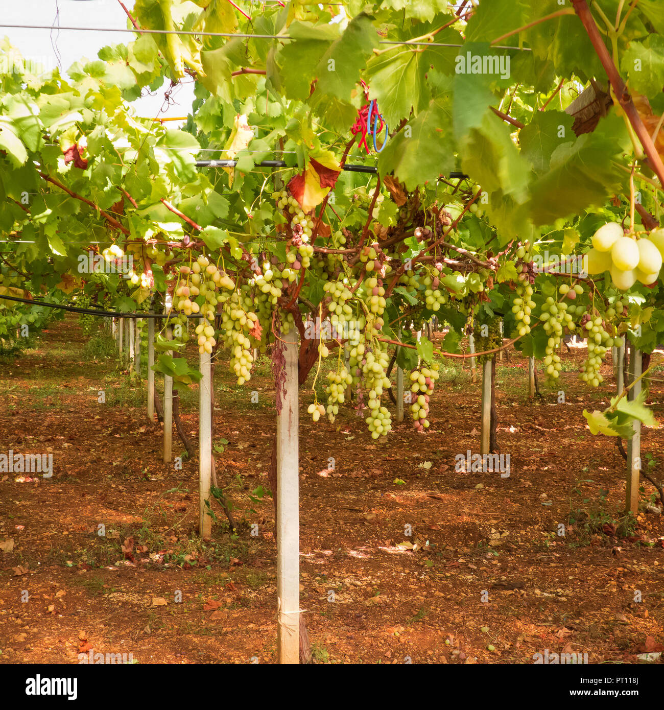 grapes who grows in the climate season in Puglia. Stock Photo