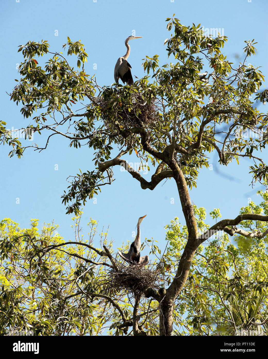 Blue Herons bird building its nest Stock Photo Alamy