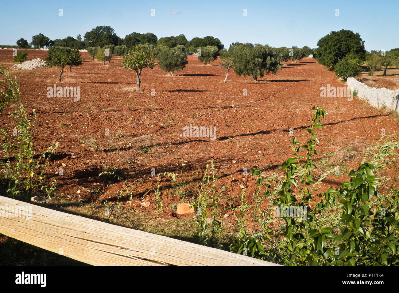 Farmland on the Hills of Puglia in the sunset light . Stock Photo