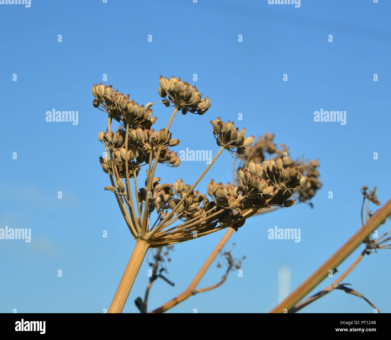 Seed heads, Cow Parsley, Cow Parnsnip, common family heracleum Stock