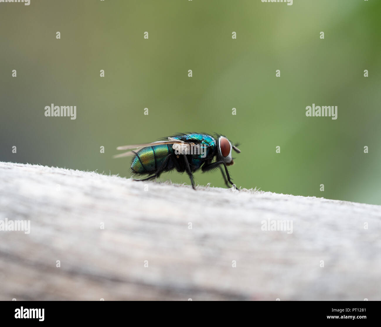 Blowfly on wood Stock Photo