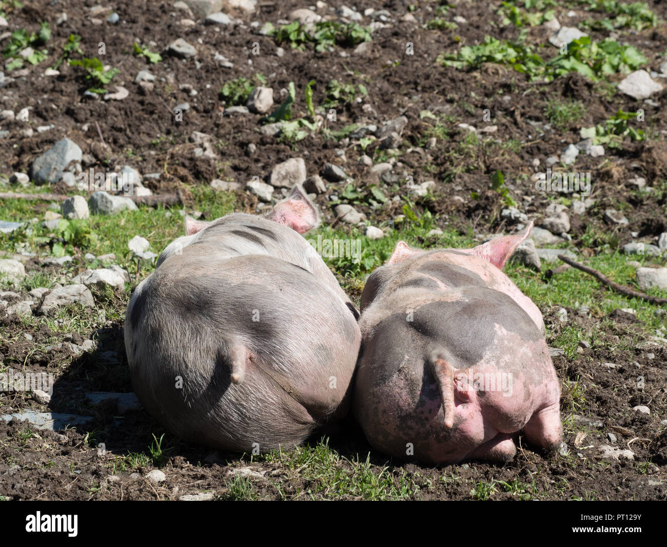 Pigs in pasture Stock Photo