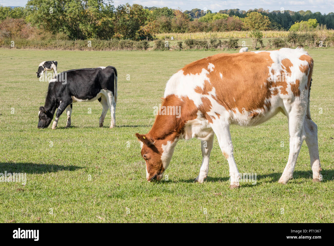 Red Holstein Friesian Cow