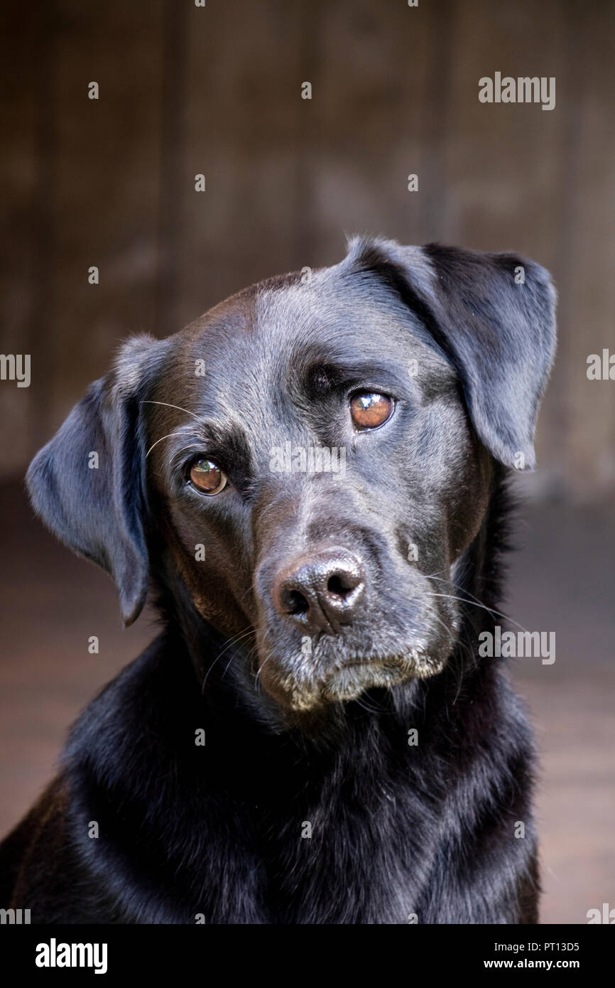 Black lebra dog 2025