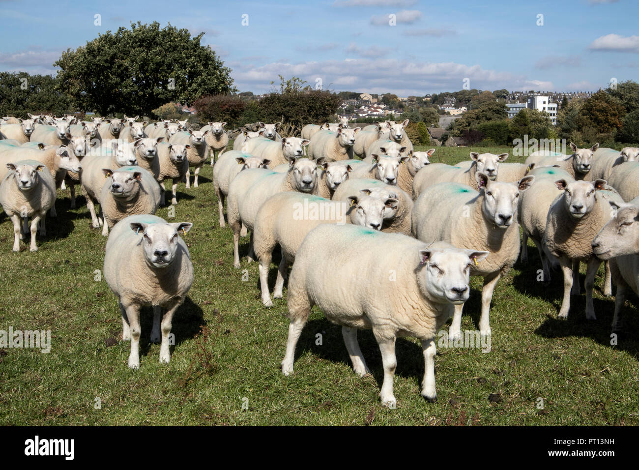 A flock of Texel Sheep in Rawdon, Leeds, West Yorkshire Could be Meatline Sheep Stock Photo