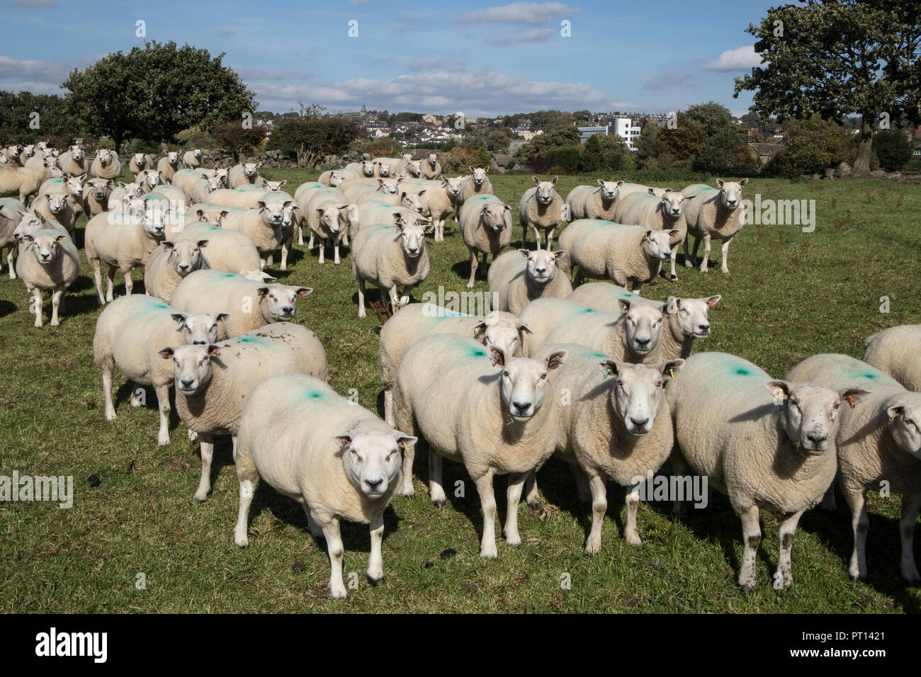 A flock of Texel Sheep in Rawdon, Leeds, West Yorkshire Could be Meatline Sheep Stock Photo