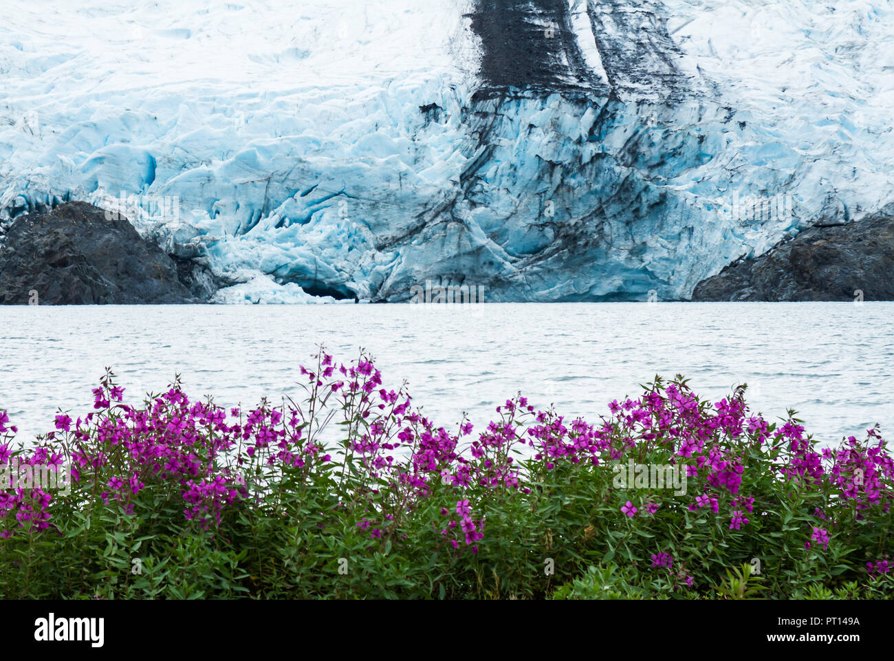 Pink sweet pea wildflowers bloom on the shore of Portage Lake below the steep calving face ofthe Portage Glacier in South Central Alaska Stock Photo