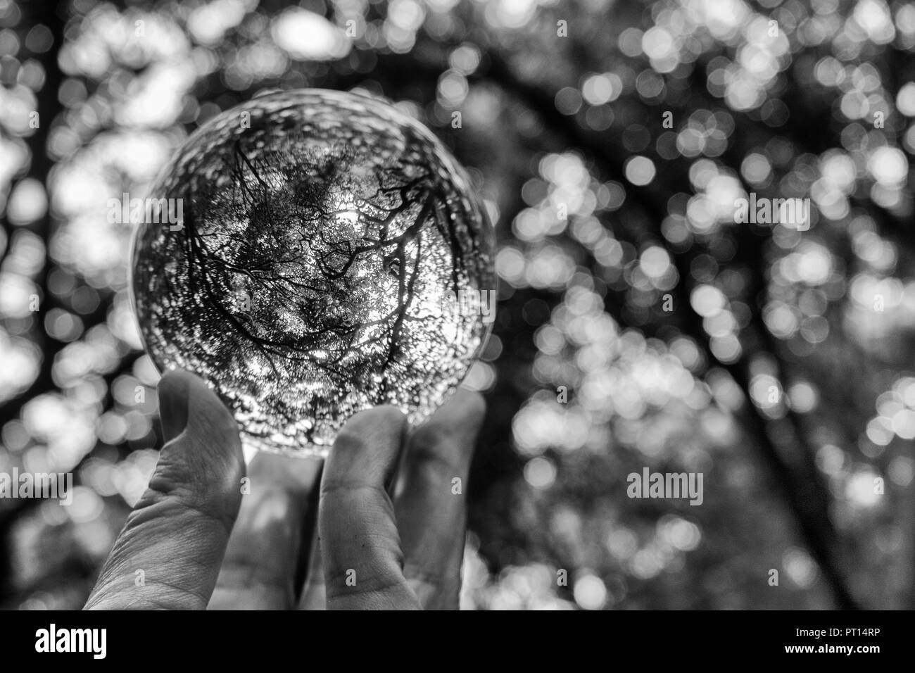 Black and white abstract image of tree branches and leaves captured in focus in glass ball held in fingertips showing design and contrast in nature Stock Photo