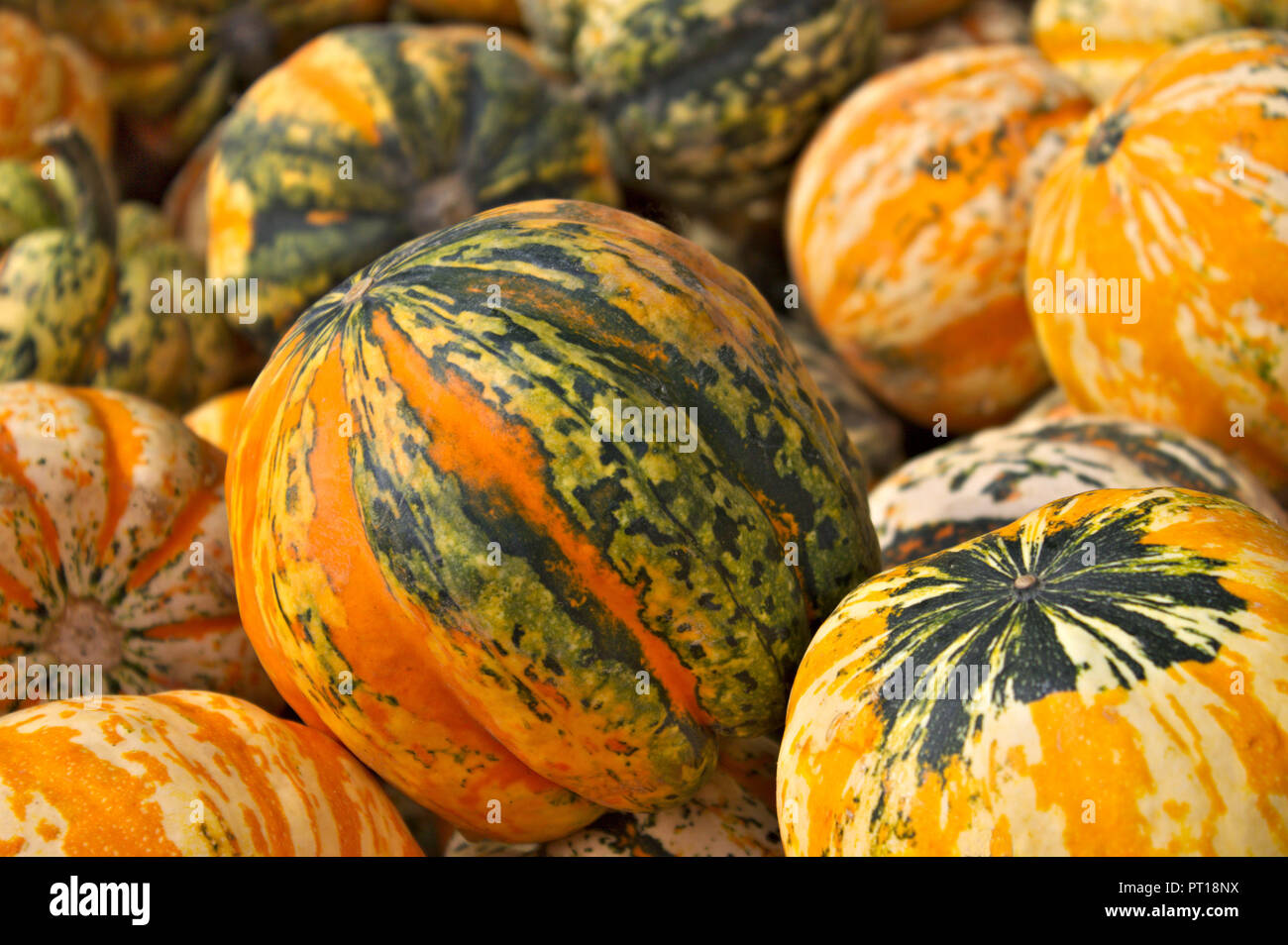 A pile of pumpkins Stock Photo - Alamy