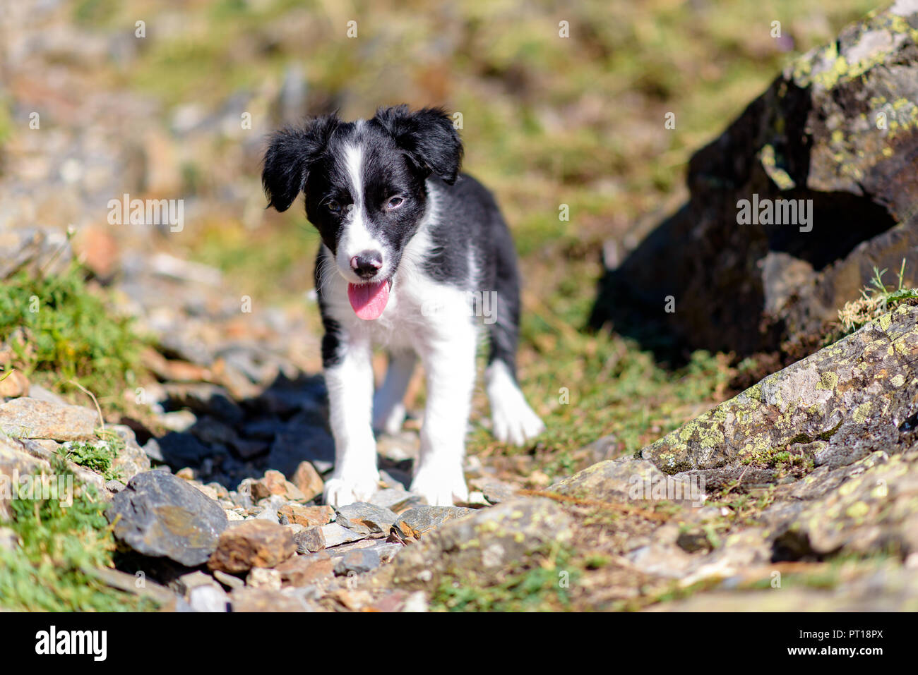 wallpapers Adorable Black And White Border Collie Puppy alamy