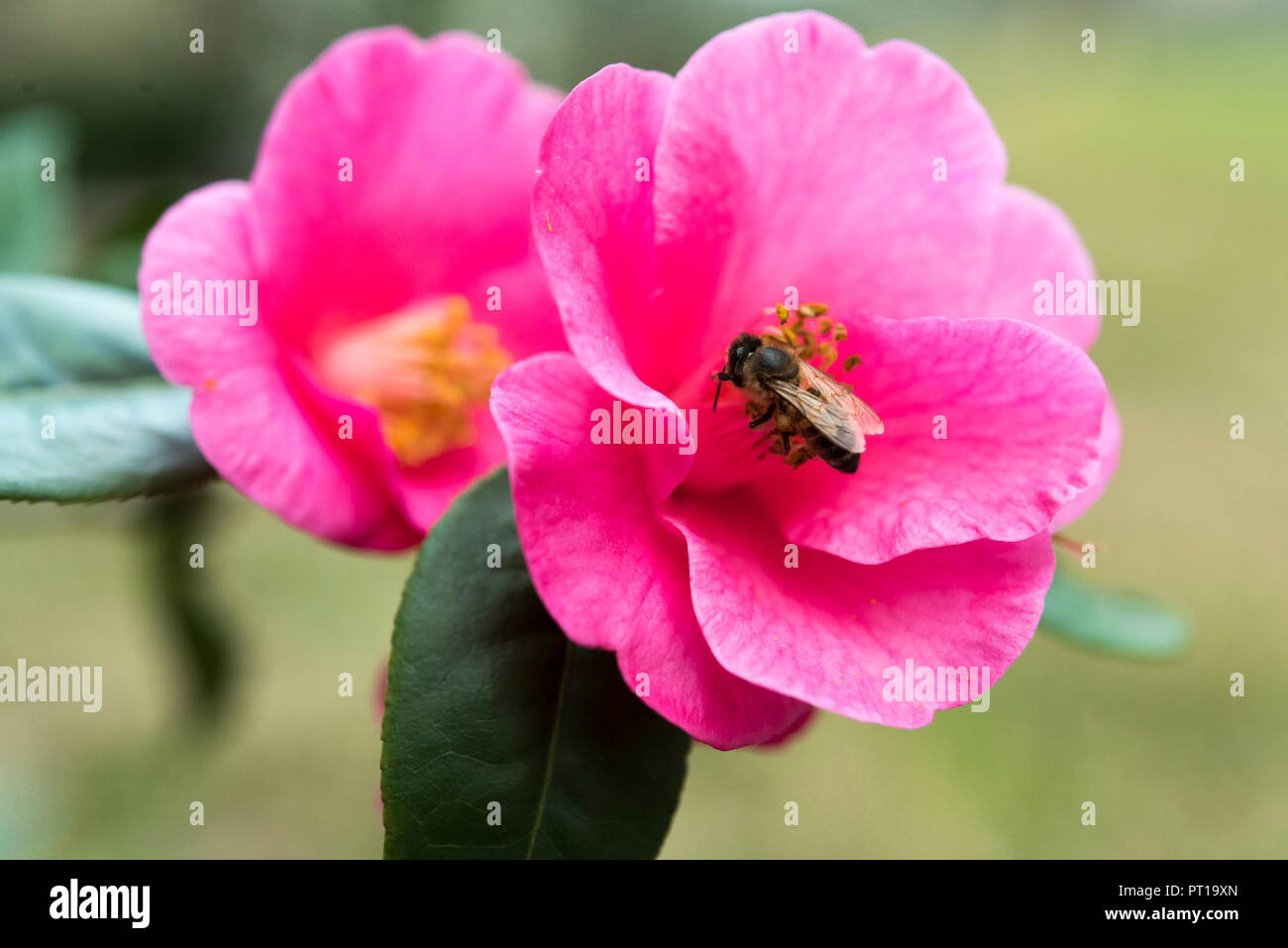 A single red bloom of Camellia flower Stock Photo Alamy
