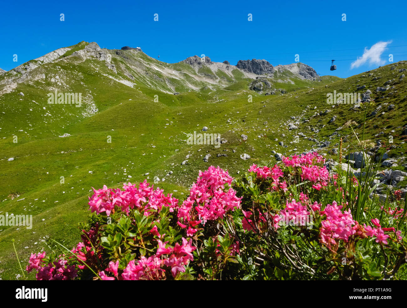 Germany, Bavaria, Allgaeu, Allgaeu Alps, Hairy Alpine Rose, Rhododendron hirsutum, Nebelhorn Cable Car and Westlicher Wengenkopf in the background Stock Photo