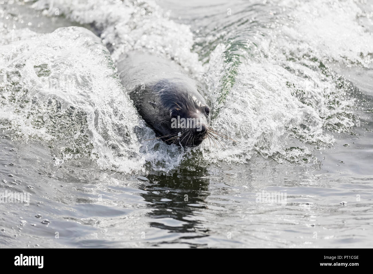 Namibia, Walvis Bay, portrait of swimming cape fur seal Stock Photo