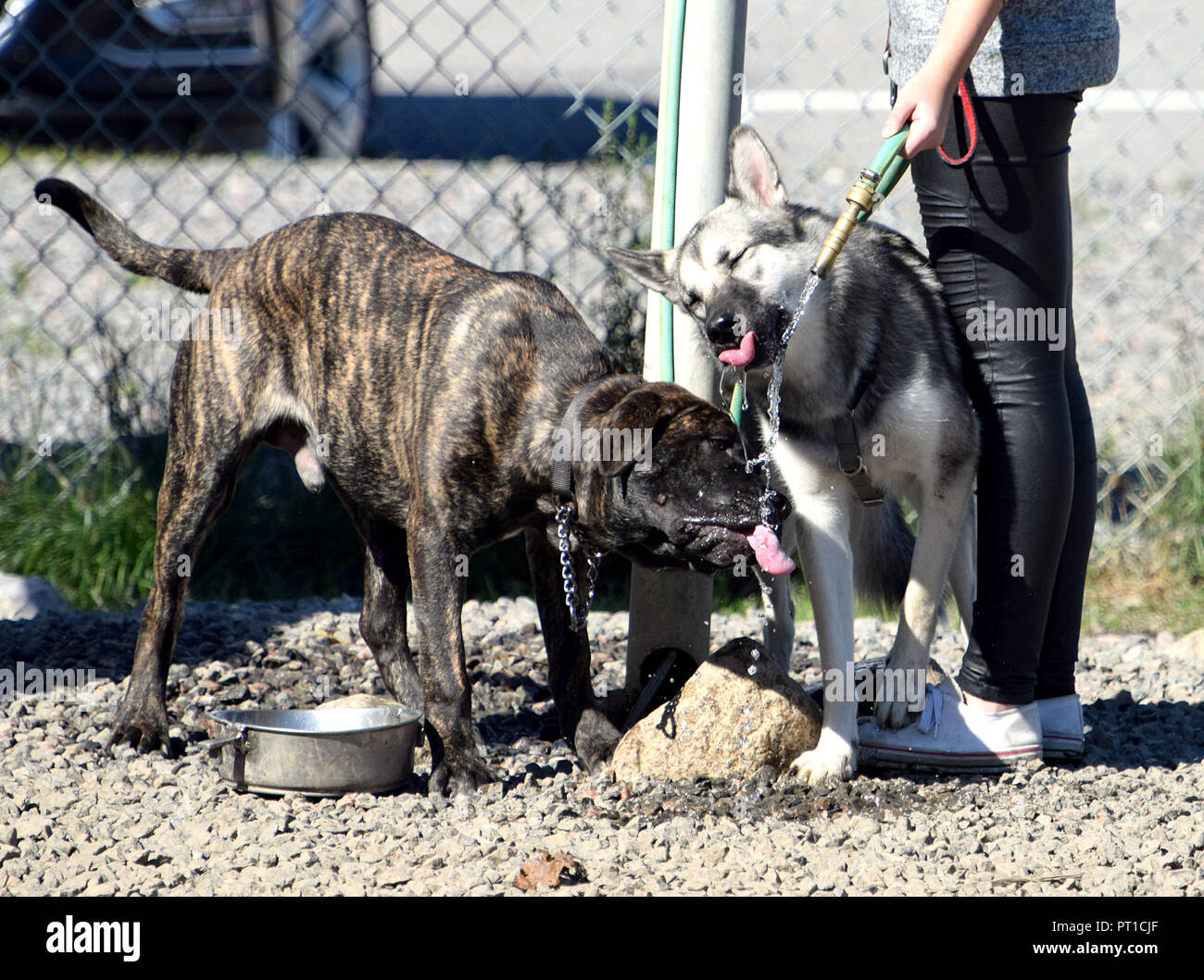 Two dogs drinking water from a hose Stock Photo Alamy
