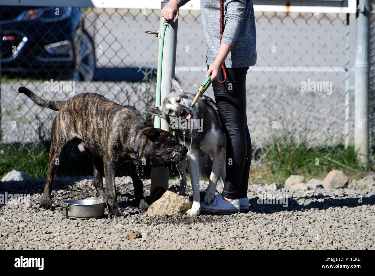 Two dogs drinking water from a hose Stock Photo Alamy