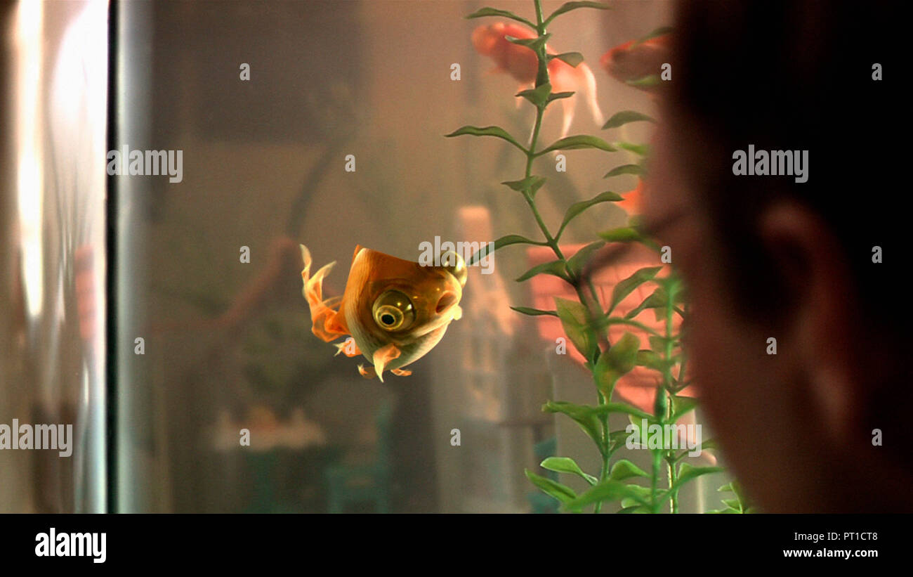 Poisson Aquarium Stock Photos Poisson Aquarium Stock