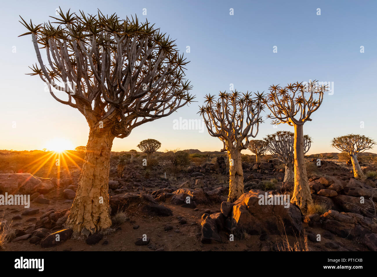 Africa, Namibia, Keetmanshoop, Quiver Tree Forest at sunset Stock Photo