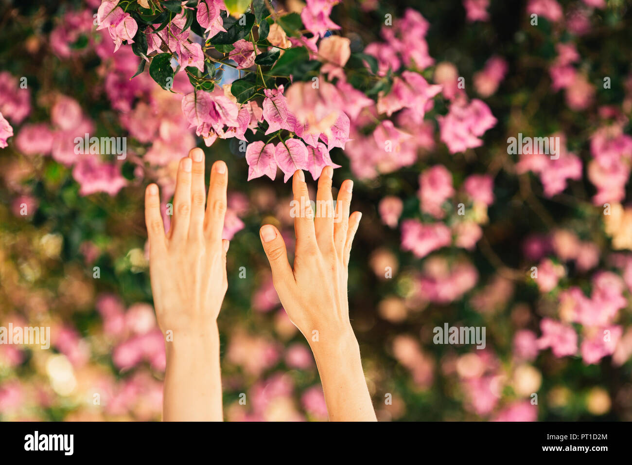 Woman's hands reaching for pink blossoms Stock Photo