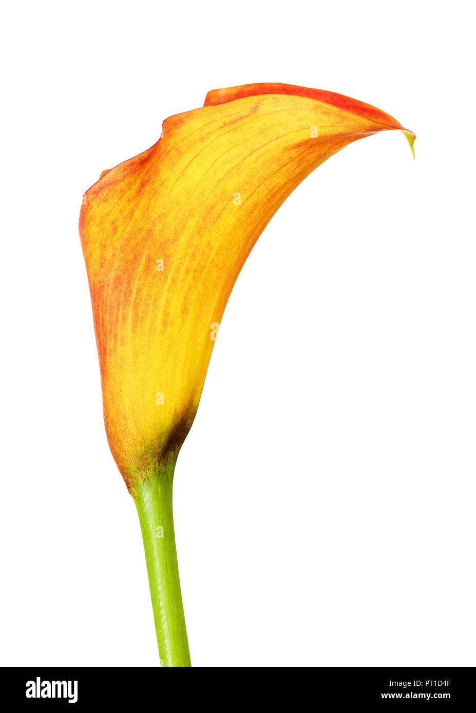 orange calla lily zantedeschia flower, isolated on white Stock Photo