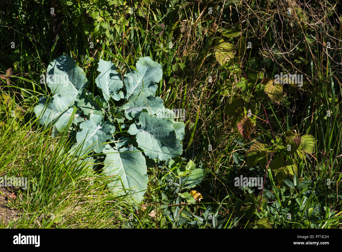 Wild cabbage hires stock photography and images Alamy