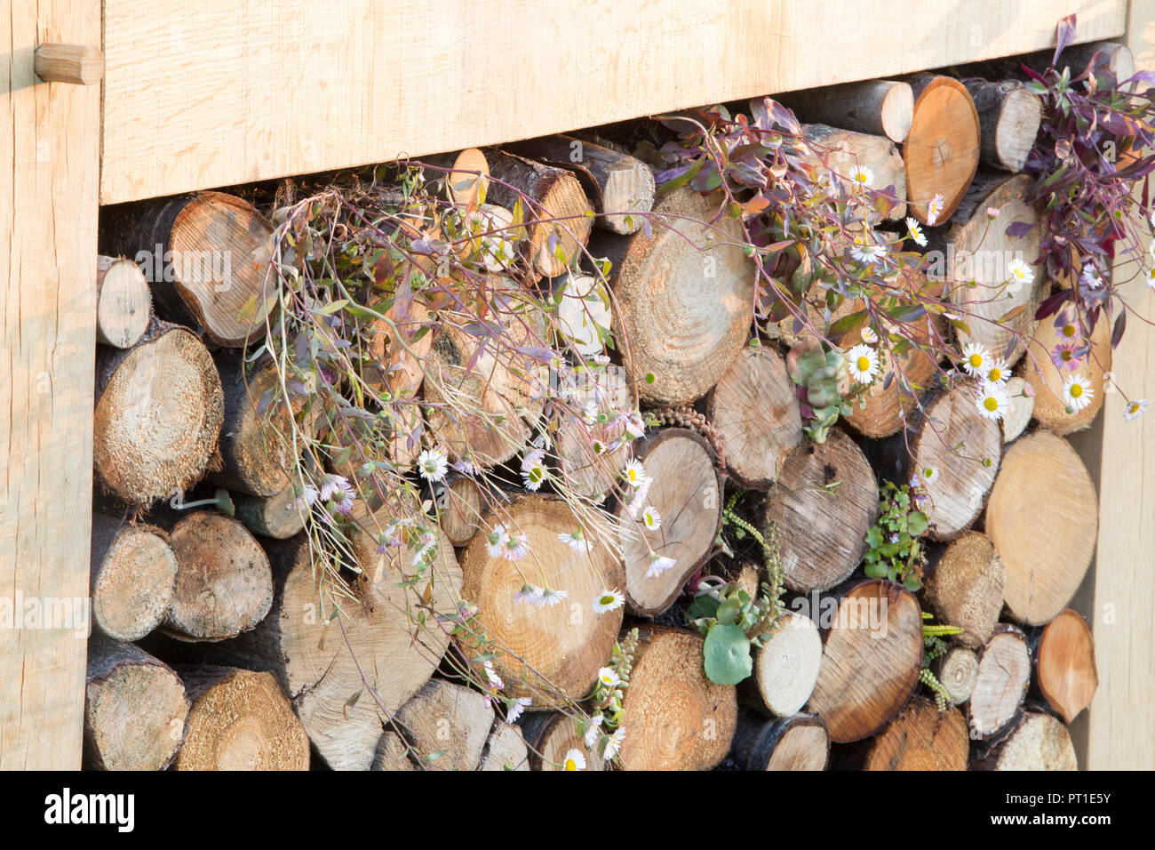 Eco Wildlife friendly Garden with insect bug hotel wall habitat Erigeron karvinskianus Mexican daisy fleabane growing in logs stored for winter UK Stock Photo