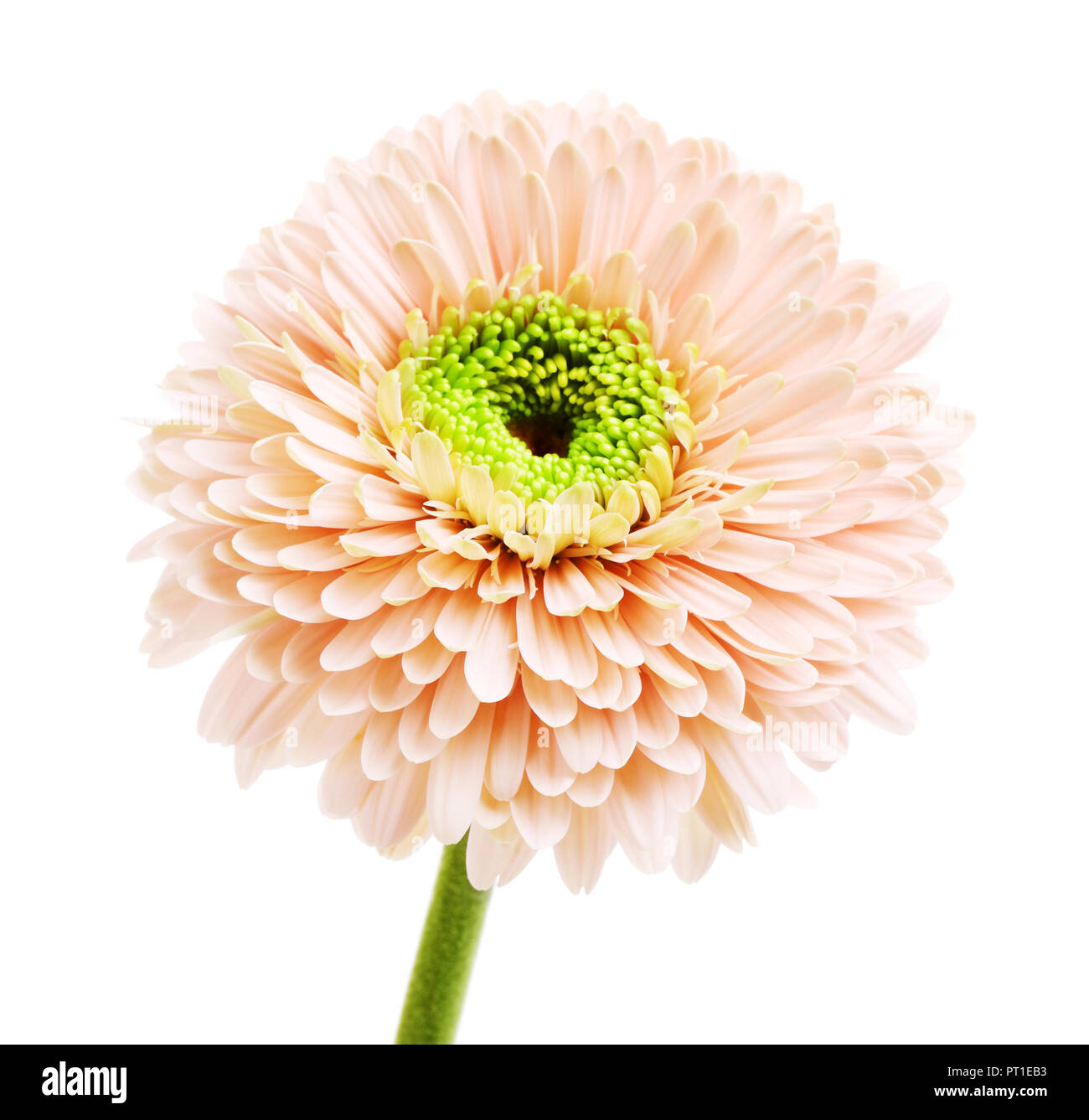 pink gerbera daisy flower, isolated on white background Stock Photo