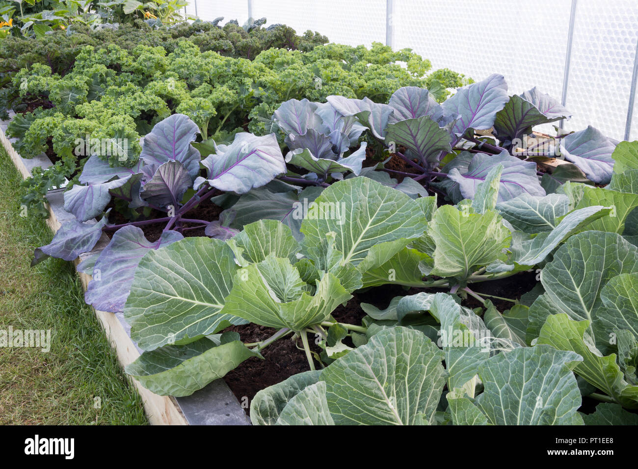 insulated polytunnel with raised beds growing organic white cabbage and red cabbage 'Kalibos', curly leaf kale 'Reflex' Stock Photo