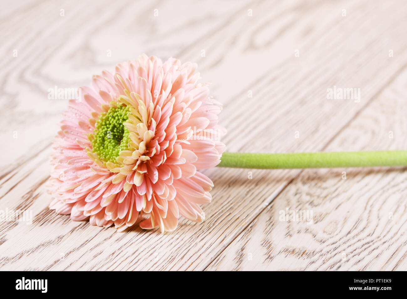 pink gerbera daisy flower on wooden background Stock Photo