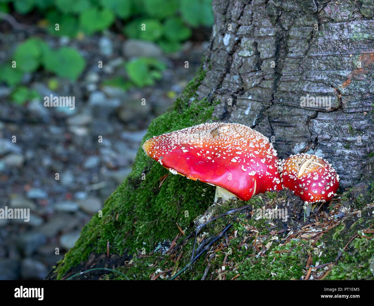 Amanita muscaria aka fly agaric is a red spotted poisonous mushroom, fungus. Stock Photo
