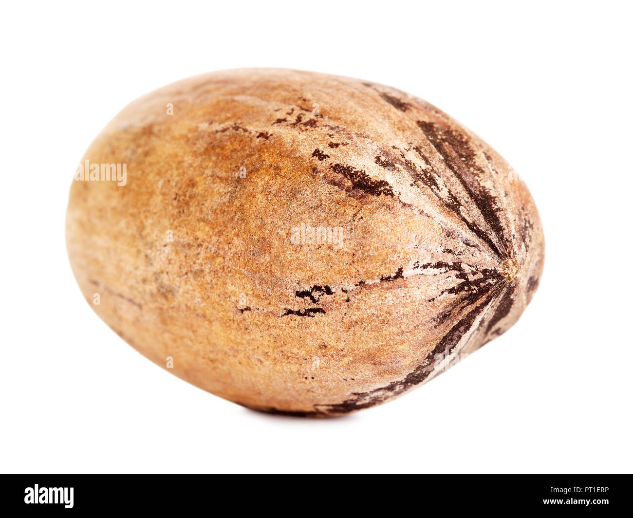 single pecan nut in a shell, isolated on white background Stock Photo
