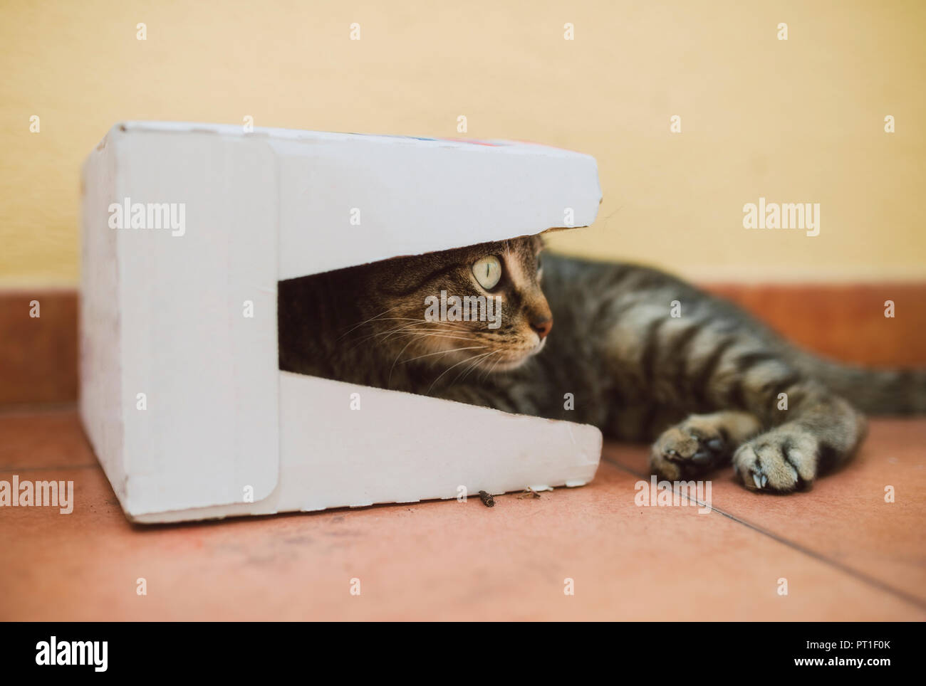 Tabby cat in a cardboard box Stock Photo