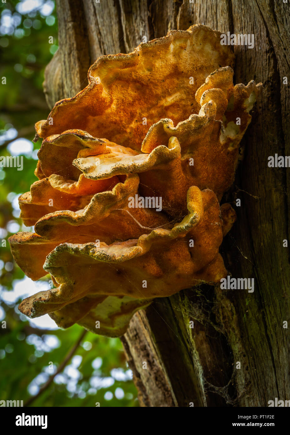 sulphur shelf, chicken of the woods, the chicken mushroom, or the