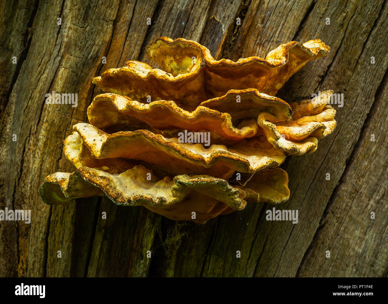 sulphur shelf, chicken of the woods, the chicken mushroom, or the chicken fungus Stock Photo Alamy