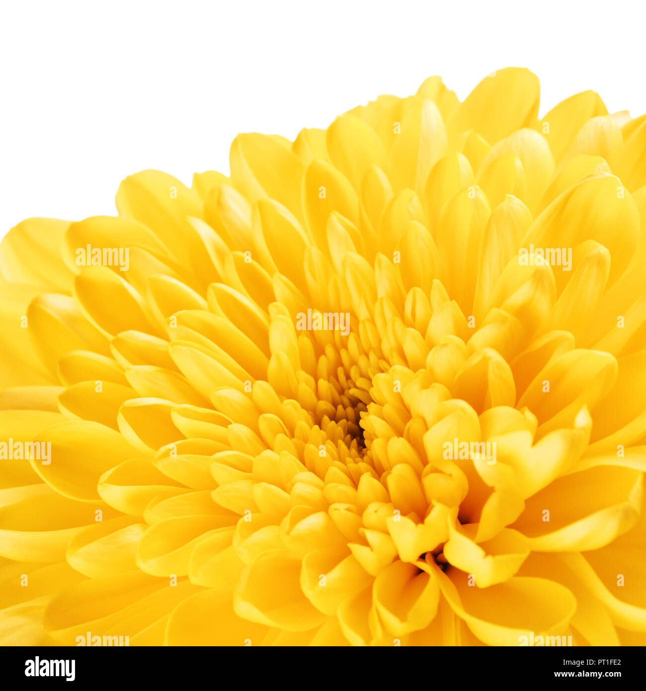 autumn yellow flower chrysanthemum background, macro shot Stock Photo