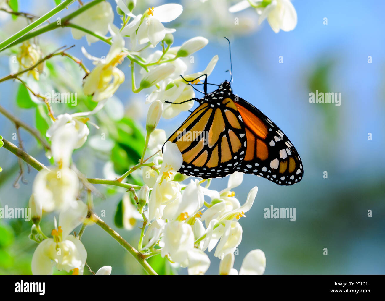 Monarch butterfly feeding on the nectar from Moringa flowers Stock