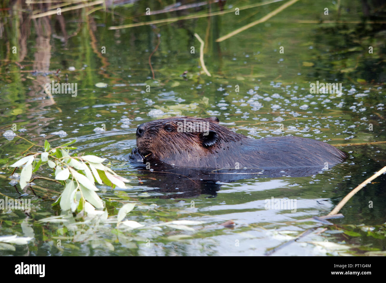Beaver in the water enjoying its surrounding. Stock Photo