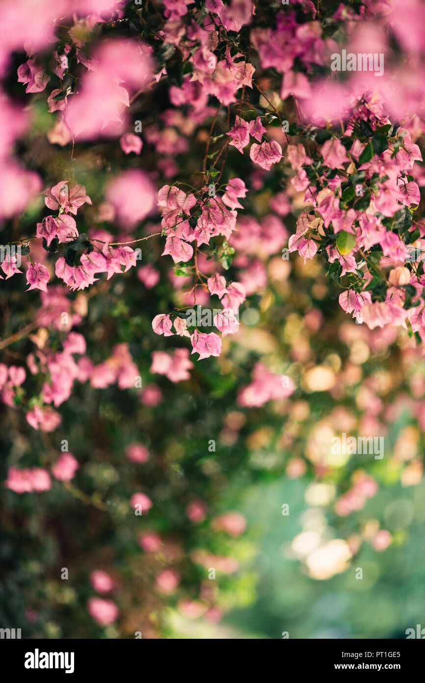 Detail of pink blossoms Stock Photo