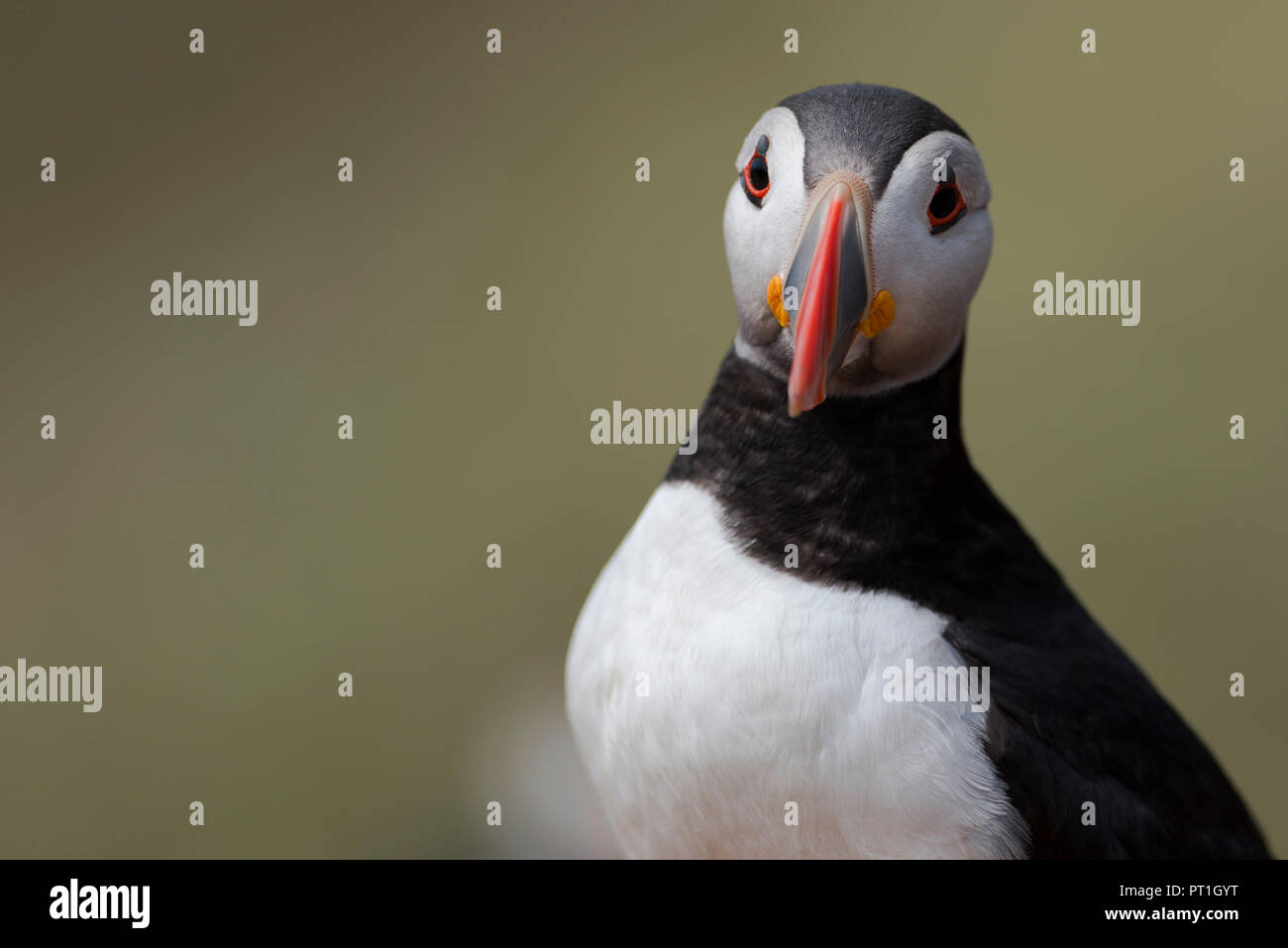 Puffin looking into camera hi-res stock photography and images - Alamy