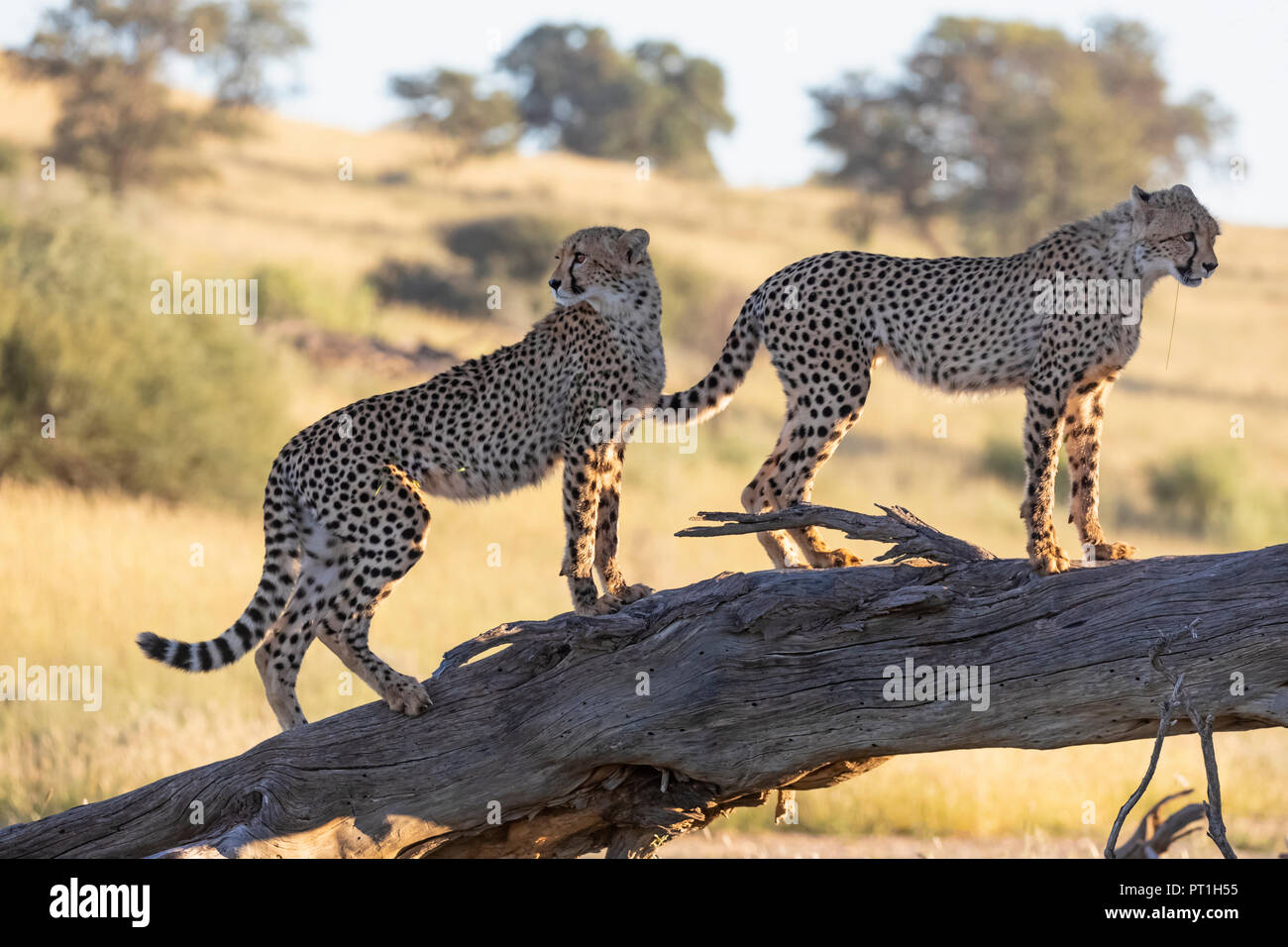 Botswana, Kgalagadi Transfrontier Park, Cheetahs, Acinonyx Jubatus Stock Photo