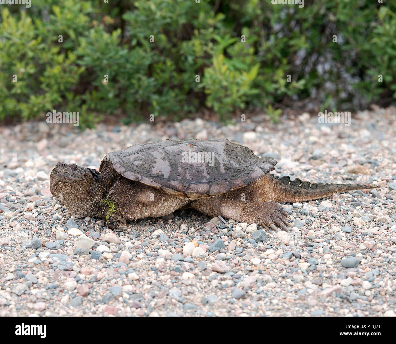 Snapping turtle in its environment. Stock Photo