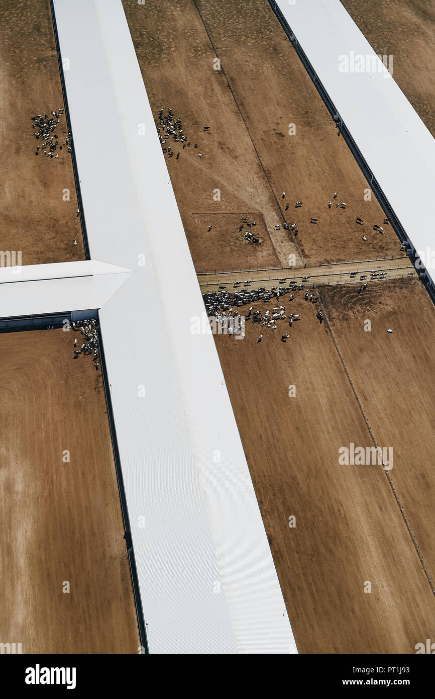 USA, Aerial photograph of Beef Cattle feed lot near Greeley, Colorado Stock Photo