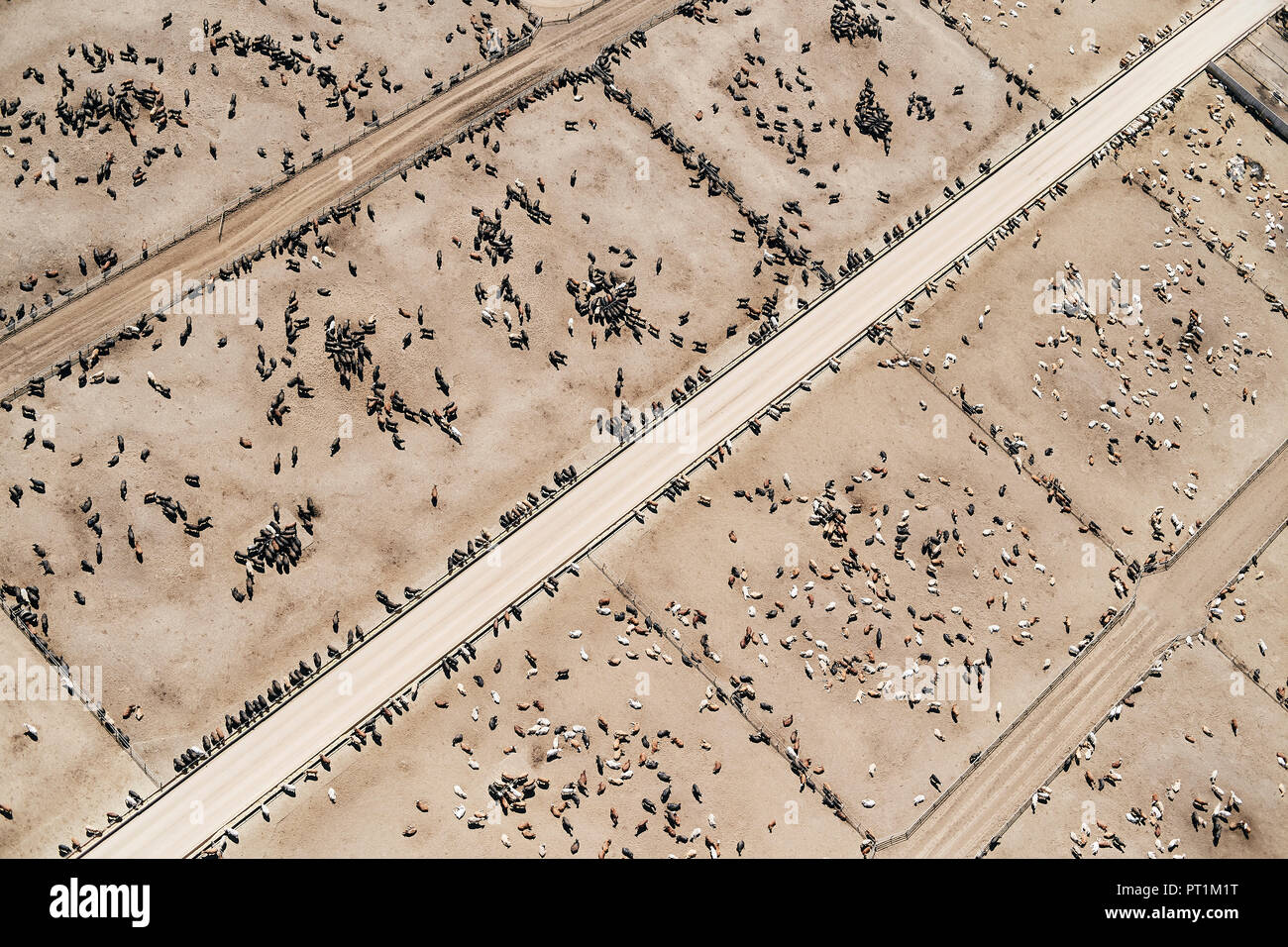 USA, Aerial photograph of Beef Cattle feed lot near Greeley, Colorado Stock Photo