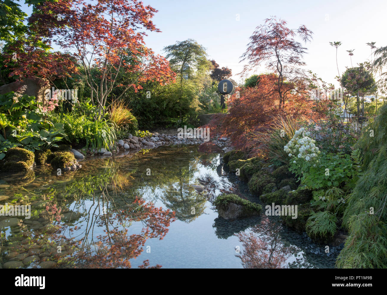 Japanese zen garden large pond water feature with moss covered stones with, Gunnera manicata - Rodgersia aesculifolia - Acer Palmatum trees - UK Stock Photo