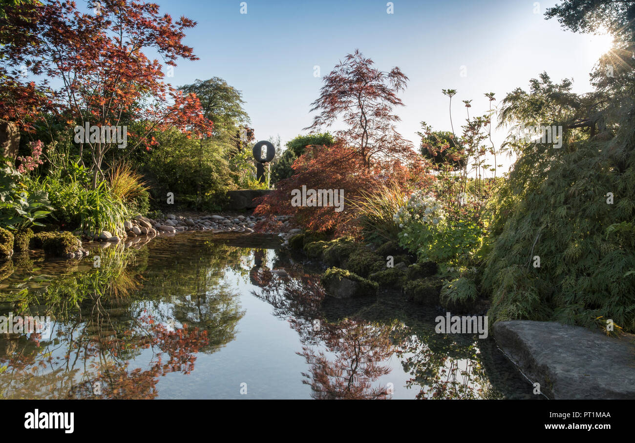 Japanese garden large pond water feature with moss covered stones  with, Gunnera manicata - Rodgersia aesculifolia - Acer Palmatum trees - England UK Stock Photo
