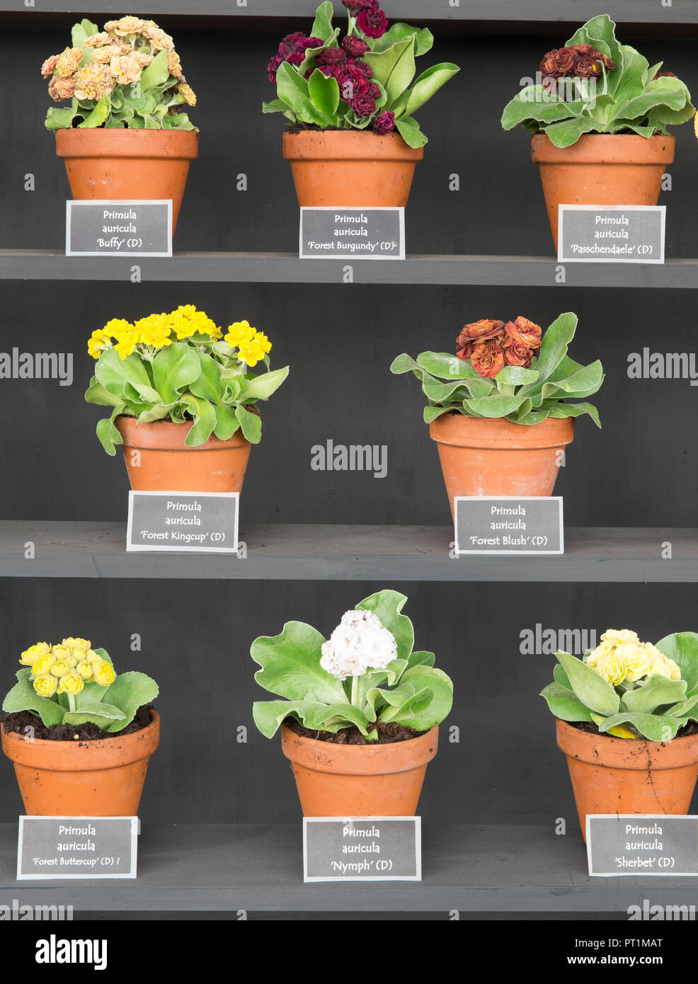 Black wooden shelves with Primula auricula theatre display, terracotta plant pots Stock Photo