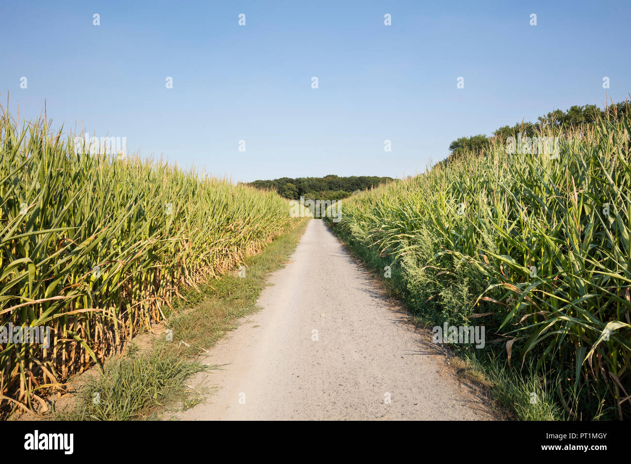 germany, North Rhine-Westphalia, maizefields, empty way Stock Photo
