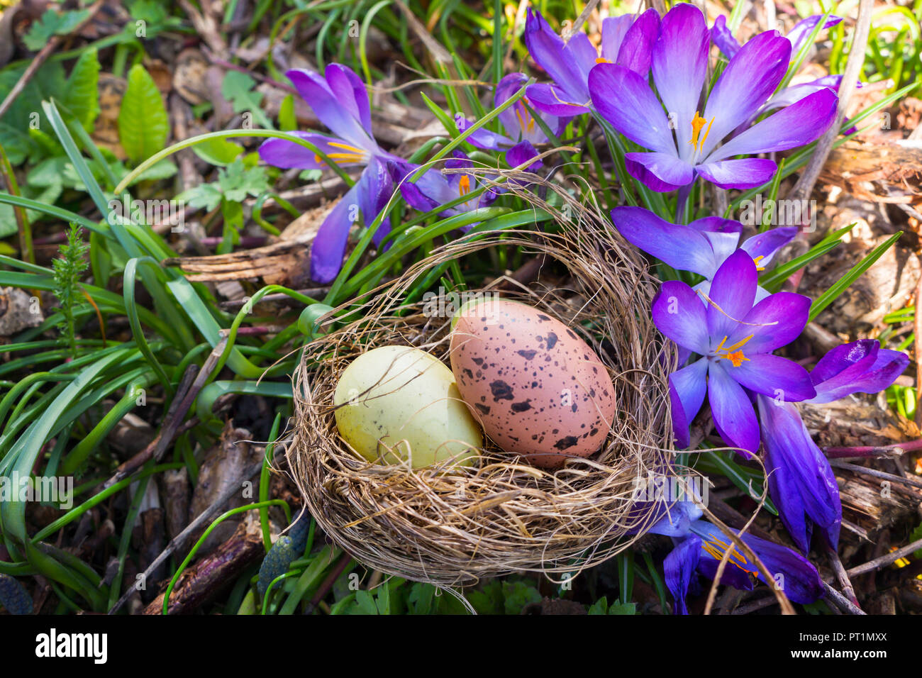 Easter eggs in easter nest in front of crocuses Stock Photo
