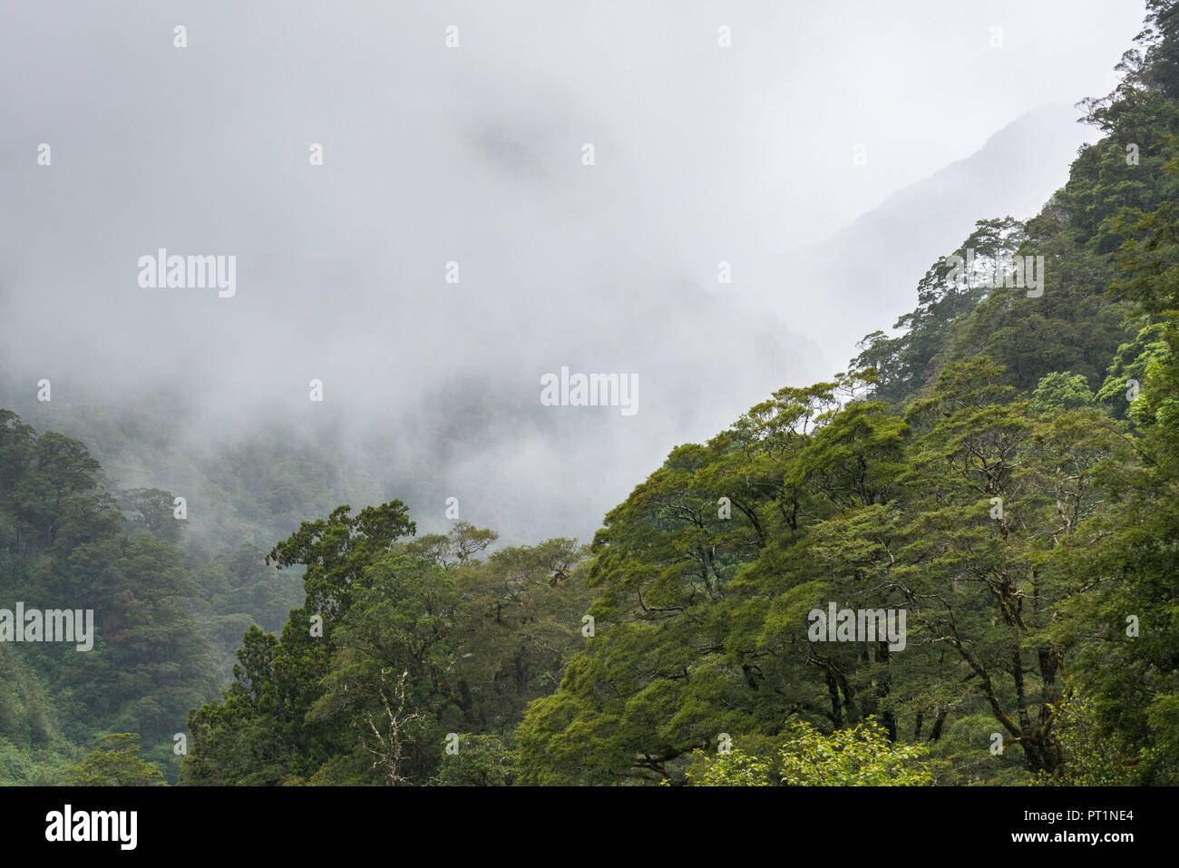 Rainforest and clouds, Mount Aspiring National Park, West Coast region, South Island, New Zealand, Stock Photo
