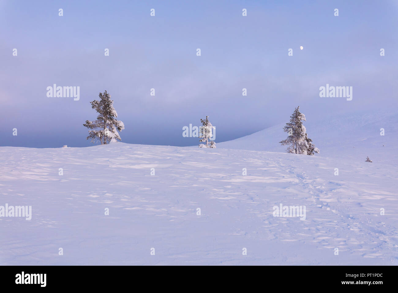 Lone trees in the snow, Pallas-Yllastunturi National Park, Muonio, Lapland, Finland Stock Photo